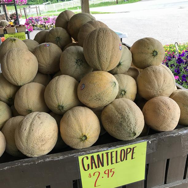 amish country cantaloupe