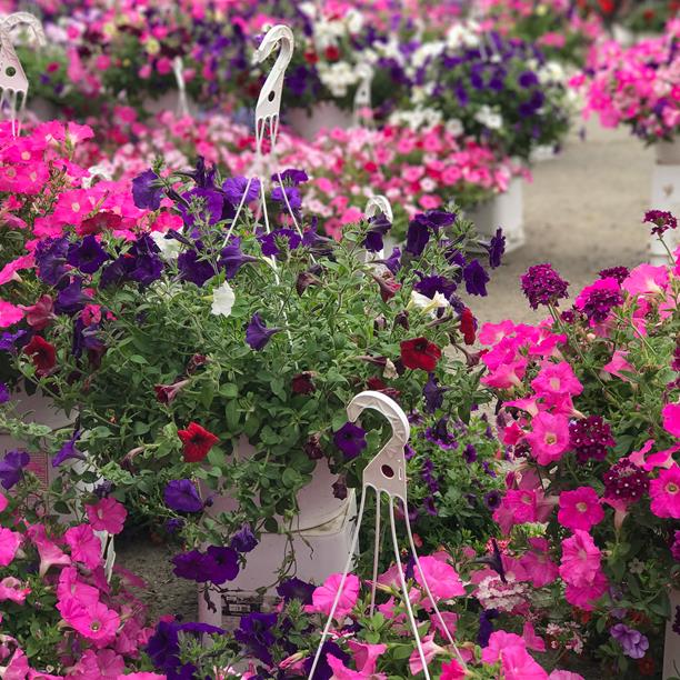 amish country flowers