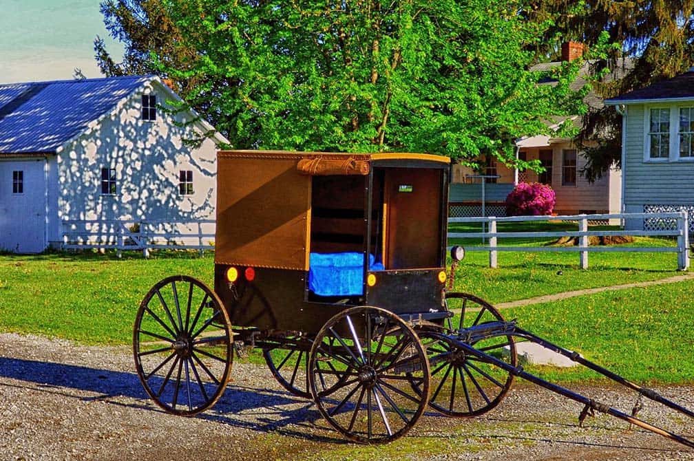 Amish Flowers New Wilmington Pa Best Flower Site