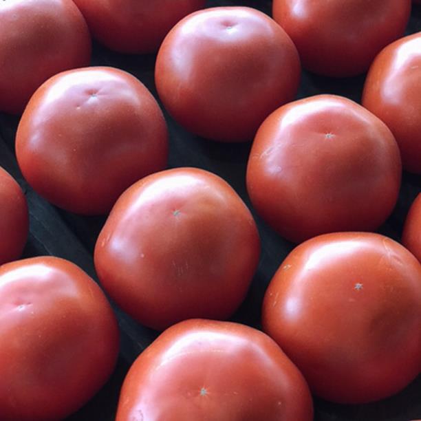 garden tomatoes