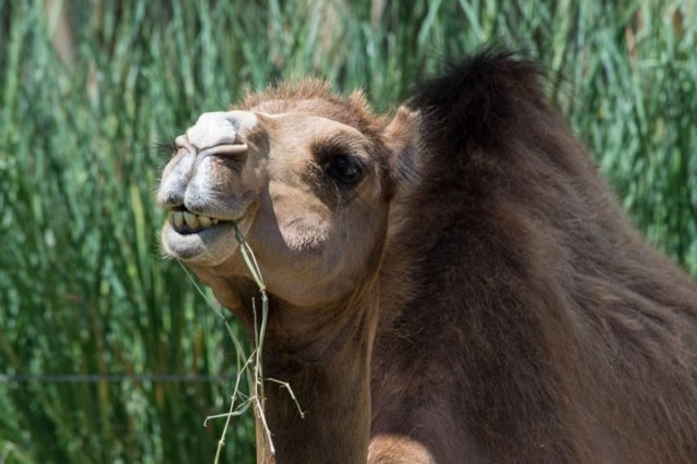 Camel Camel