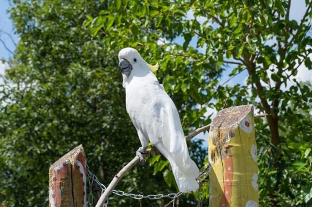 Cockatoo Cockatoo