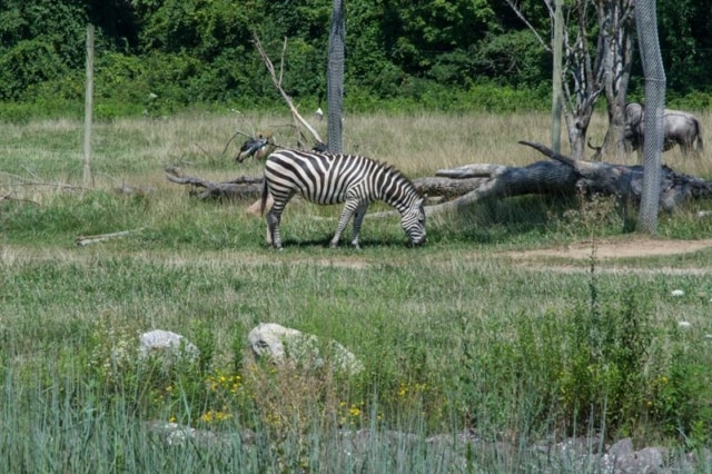 Columbus-Zoo-African-Safari-2 Columbus-Zoo-African-Safari-2