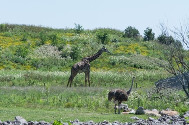 Columbus-Zoo-African-Safari-3 Columbus-Zoo-African-Safari-3