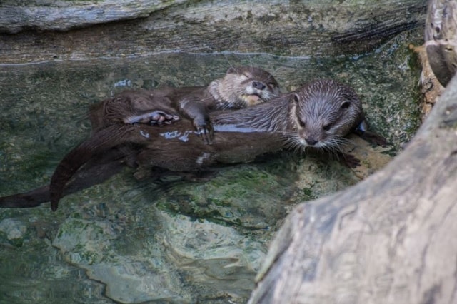 Columbus-Zoo-Baby-Otter Columbus-Zoo-Baby-Otter