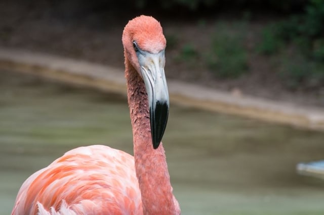 Columbus-Zoo-Flamingo Columbus-Zoo-Flamingo