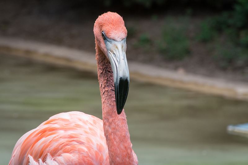 Columbus-Zoo-Flamingo Columbus-Zoo-Flamingo