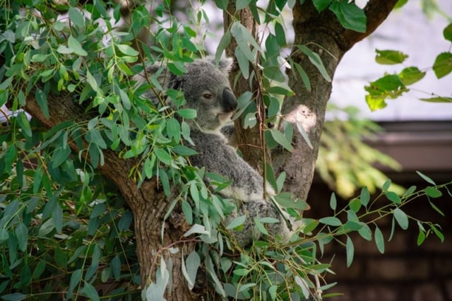 Columbus-Zoo-Koala Columbus-Zoo-Koala