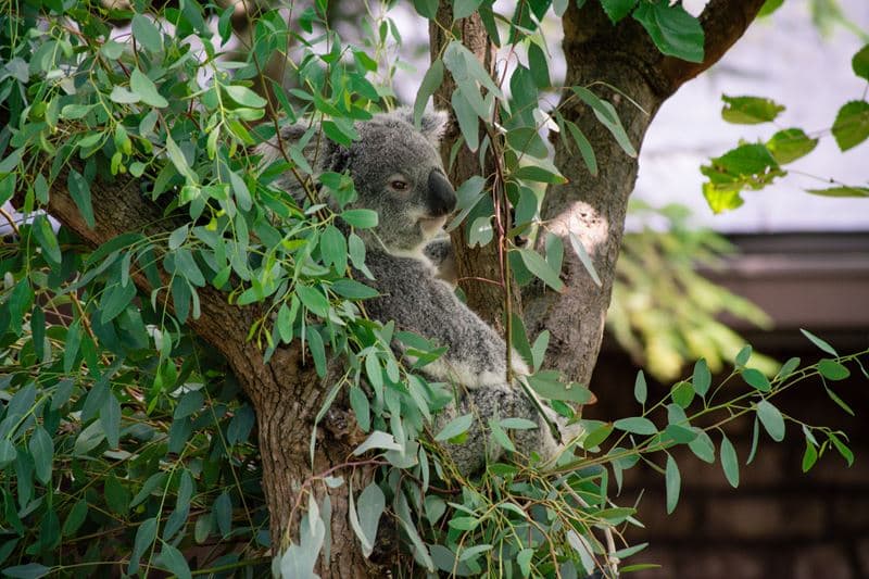 Columbus-Zoo-Koala Columbus-Zoo-Koala