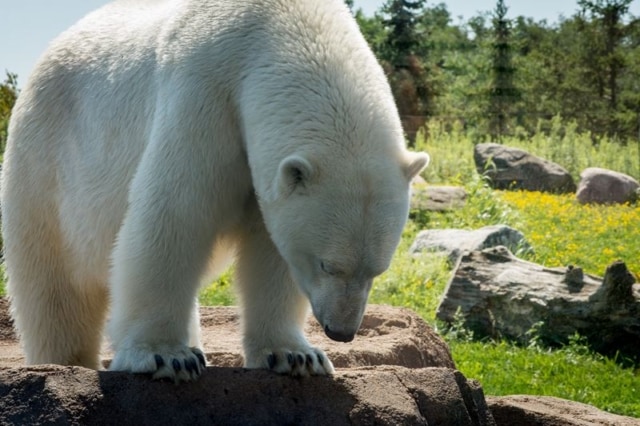 Columbus-Zoo-Polar-Bear Columbus-Zoo-Polar-Bear