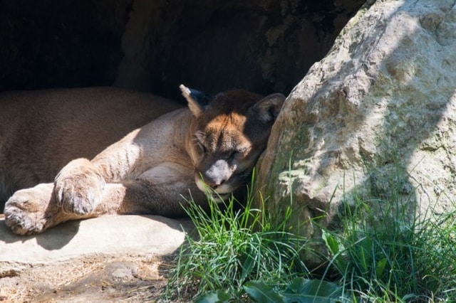 Columbus-Zoo-Rescued-Cougar Columbus-Zoo-Rescued-Cougar