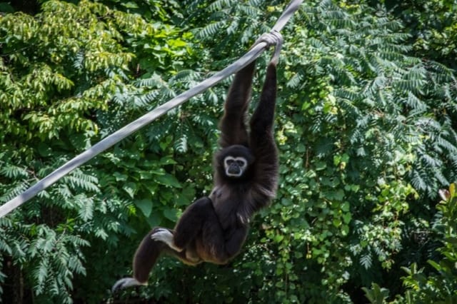 Gibbon-At-The-Columbus-with-Baby-1 Gibbon-At-The-Columbus-with-Baby-1