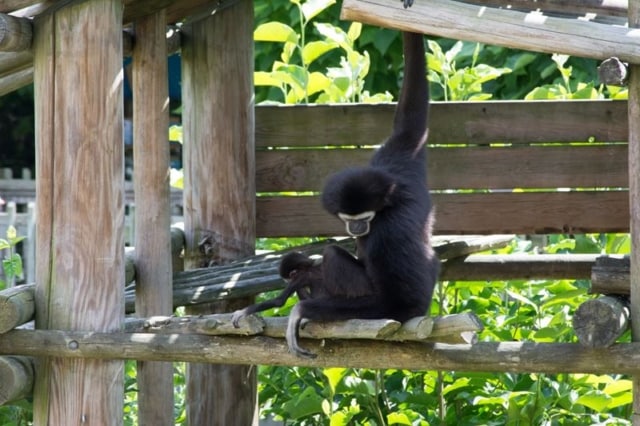 Gibbon-At-The-Columbus-with-Baby-3 Gibbon-At-The-Columbus-with-Baby-3