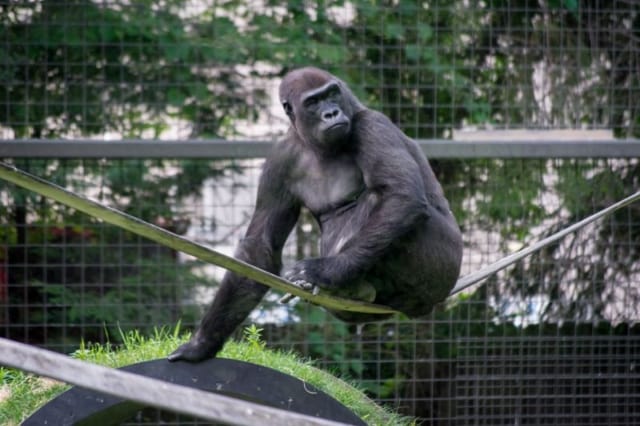 Gorilla Gorilla