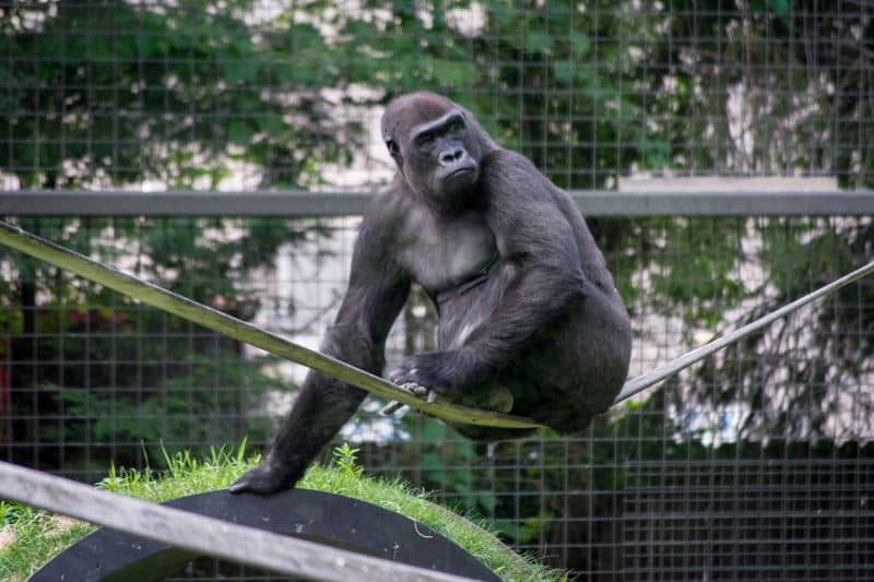Gorilla Gorilla