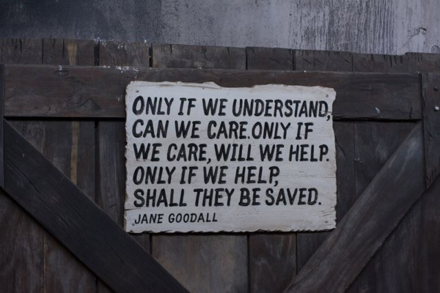 Jane-Goodall-Quote Jane-Goodall-Quote