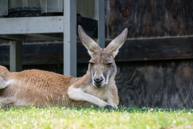 Kangaroo Kangaroo