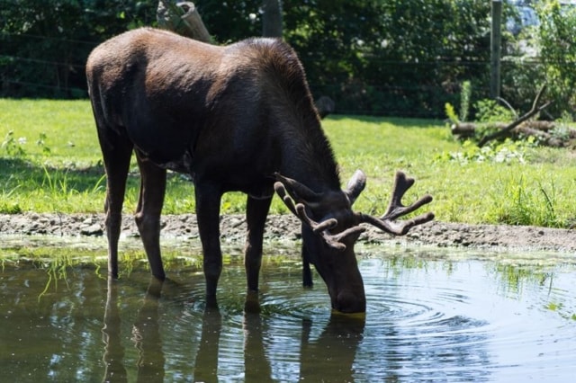 Moose Moose