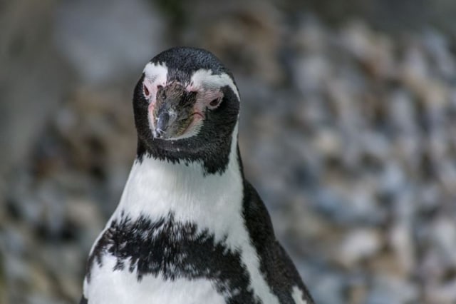 Penguin Penguin