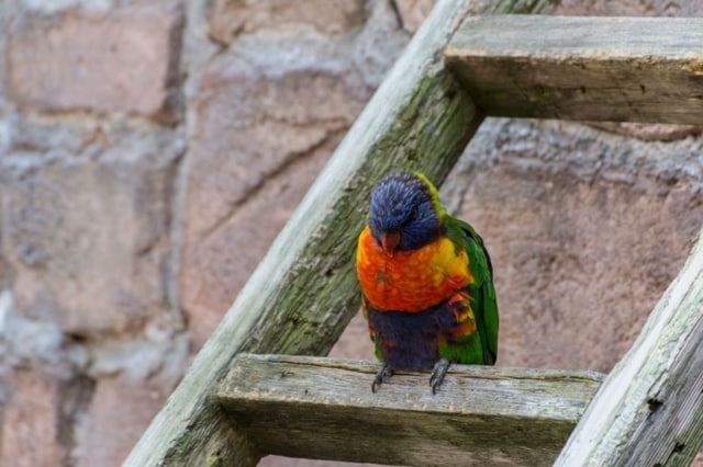 Rainbow-Lorikeet Rainbow-Lorikeet