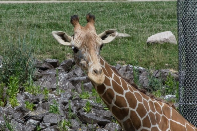 Columbus-Zoo-Giraffe