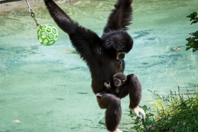 Gibbon-At-The-Columbus-with-Baby