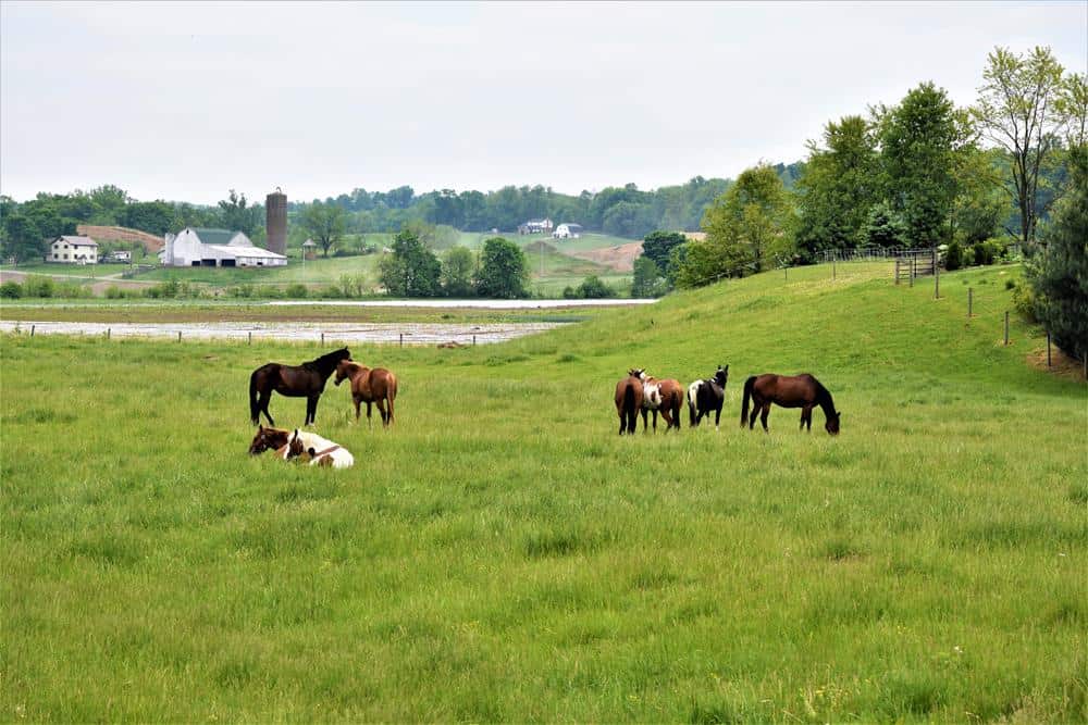 Amish Country Horses