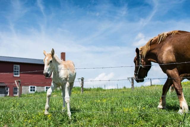 Amish-Horses