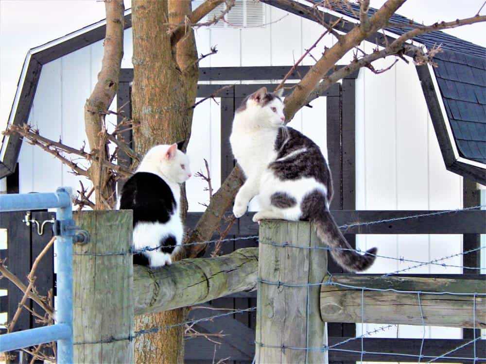 Barn Cats