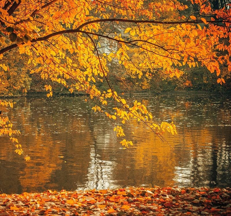 Pond at falltime